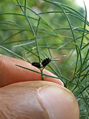 Papilio polyxenes