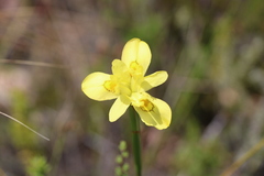 Moraea angusta