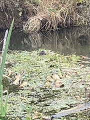 Myocastor coypus