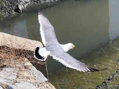 Larus crassirostris