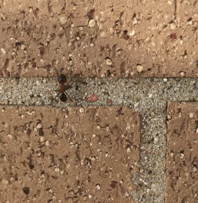 Camponotus discolor