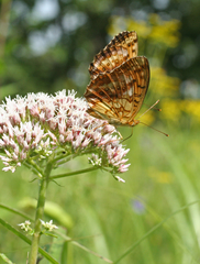 Eupatorium lindleyanum