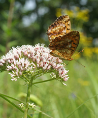 Eupatorium lindleyanum