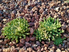 Euphorbia gorgonis