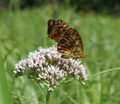 Eupatorium lindleyanum