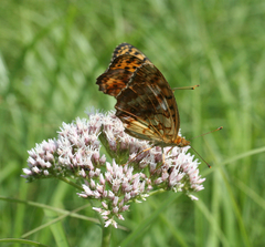 Eupatorium lindleyanum