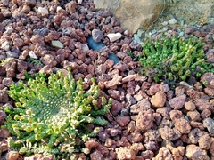 Euphorbia gorgonis