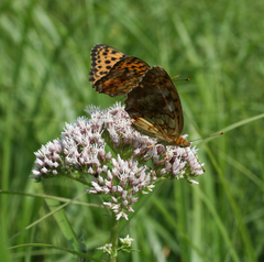 Eupatorium lindleyanum