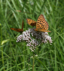 Eupatorium lindleyanum