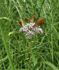 Eupatorium lindleyanum