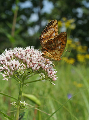 Eupatorium lindleyanum