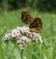 Eupatorium lindleyanum