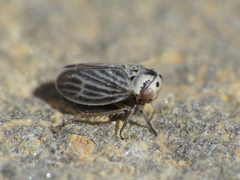 Macropsidius dispar