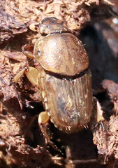 Euoniticellus intermedius
