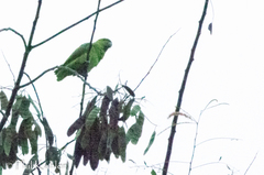 Graydidascalus brachyurus