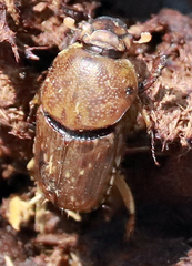 Euoniticellus intermedius