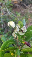 Exobasidiaceae