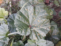 Puccinia malvacearum