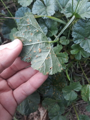 Puccinia malvacearum