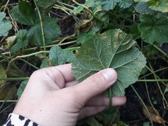 Puccinia malvacearum