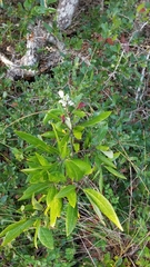 Exobasidiaceae