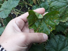 Puccinia malvacearum