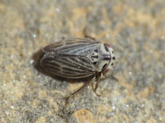 Macropsidius dispar