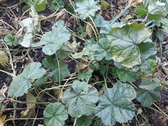 Puccinia malvacearum