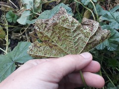 Puccinia malvacearum