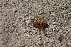 Sphecius