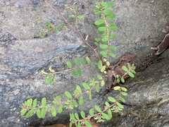 Euphorbia humistrata