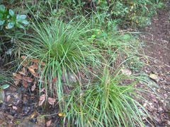 Carex helodes
