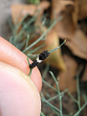 Papilio polyxenes