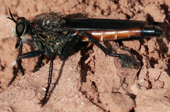 Ospriocerus