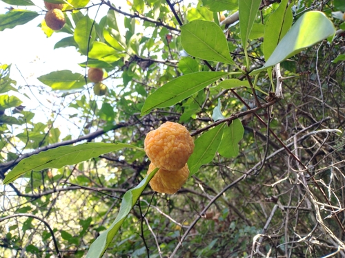 Cockspur Thorn