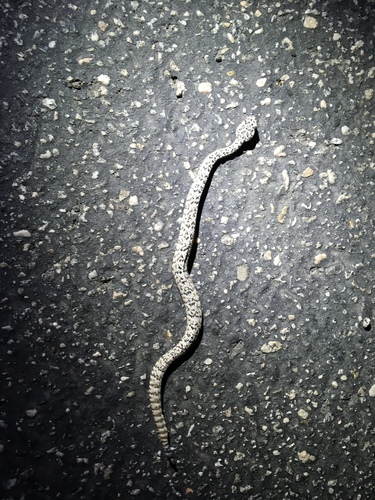 iNaturalist observation photo of Southwestern Speckled Rattlesnake