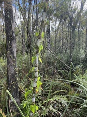 Mikania scandens image