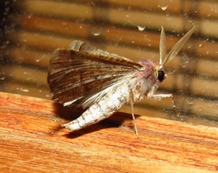 Drepanogynis ectoglauca