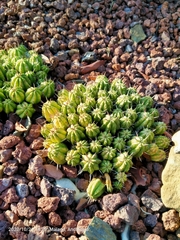 Euphorbia aggregata
