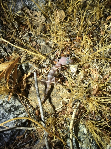 iNaturalist observation photo of Western Banded Gecko