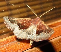 Drepanogynis ectoglauca