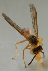 Agelaia centralis