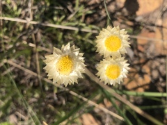 Helichrysum chionosphaerum