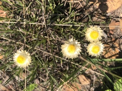 Helichrysum chionosphaerum
