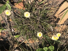 Helichrysum chionosphaerum