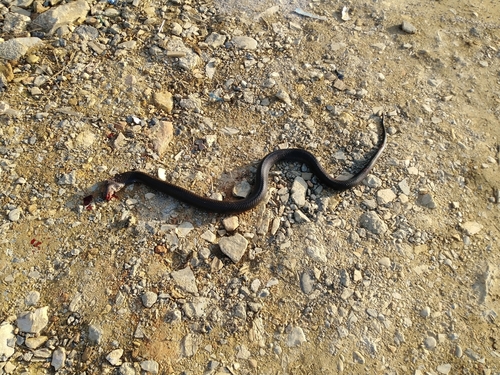Chinese Cobra