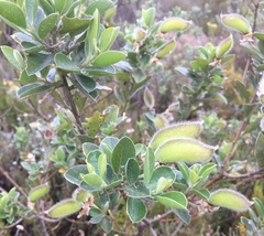 Podalyria sericea