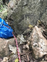 Dendrelaphis cyanochloris