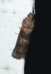 Euzophera ostricolorella