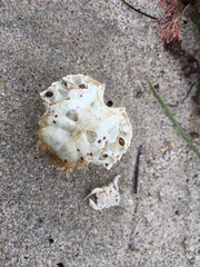 Romaleon antennarium